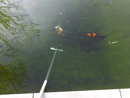 Tiki-Taka trotz Fische im Teich